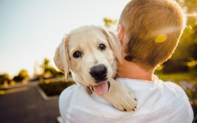 Animaux de compagnie : Le certificat d’engagement et de reconnaissance