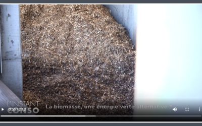 La biomasse, une énergie verte alternative ?