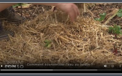 Comment économiser l’eau au jardin ?