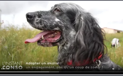 Adopter un animal de compagnie : un engagement, pas un coup de cœur !