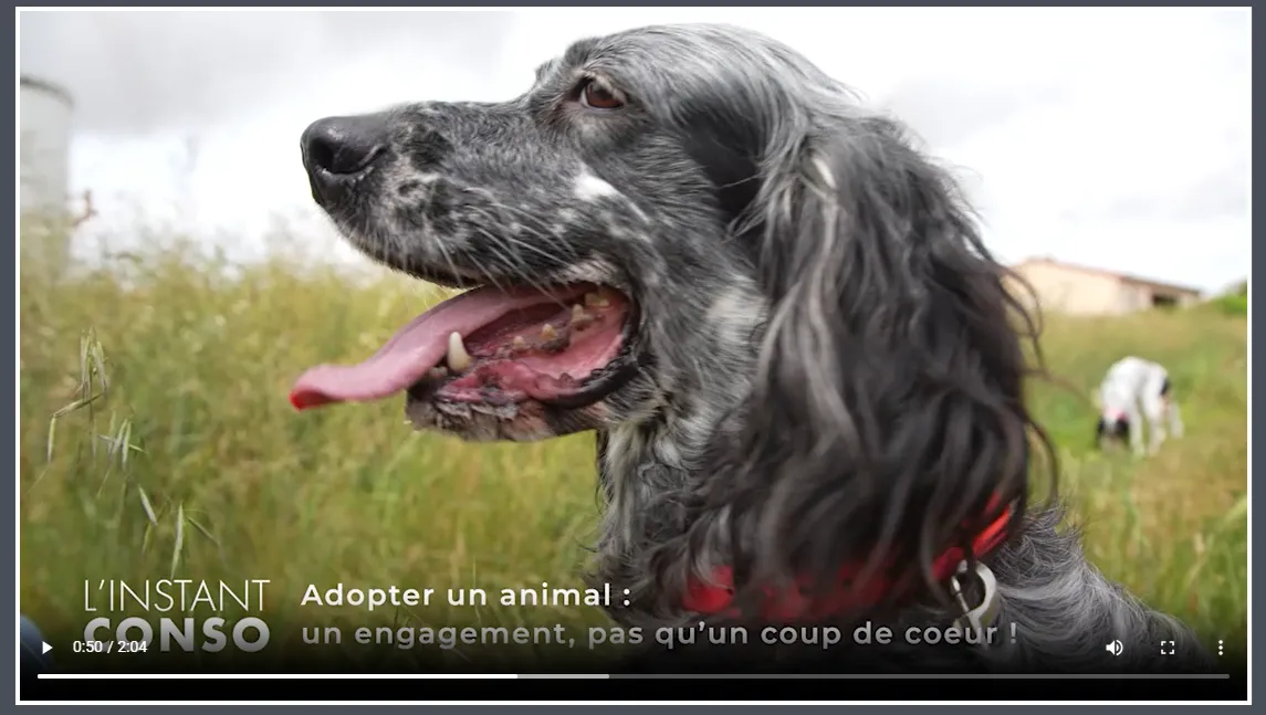 adopter un animal de compagnie