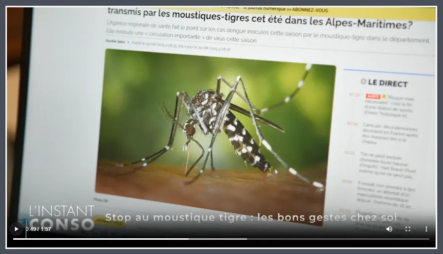 moustique tigre